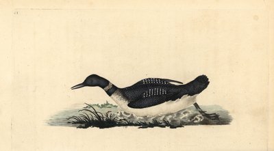 Büyük kuzey loon ya da dalgıç, Gavia immer. Edward Donovan tarafından kendi “Natural History of British Birds” Londra kitabından çizilip kazınmış, elle boyanmış bakır levha by Edward Donovan