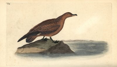 Büyük skua, Stercorarius skua. Edward Donovan tarafından kendi “Natural History of British Birds” Londra kitabından çizilip kazınmış, elle boyanmış bakır levha by Edward Donovan