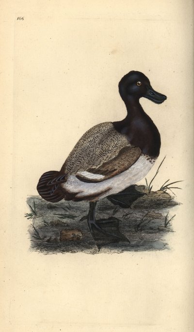 Büyük atma ördeği, Aythya marila. Edward Donovan tarafından kendi “Natural History of British Birds” Londra kitabından çizilip kazınmış, elle boyanmış bakır levha by Edward Donovan