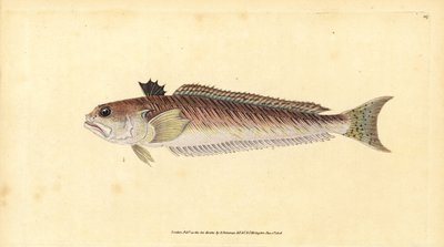 Daha büyük, Trachinus draco (Daha büyük dokumacı veya acı boğa, Trachinus majör). Edward Donovan tarafından Natural History of British Fishes, Donovan ve F.C. ve J. Rivington, Londra by Edward Donovan