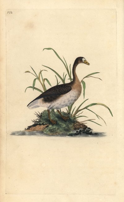 Büyük beyaz önlü kaz, Anser albifrons. Edward Donovan tarafından kendi “Natural History of British Birds” Londra kitabından çizilip kazınmış, elle boyanmış bakır levha by Edward Donovan
