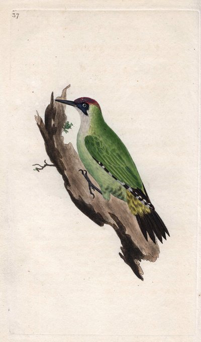 Green woodpecker. Picus viridis. Copper engraving by Edward Donovan (1768-1837), published in Histoire naturelle des oiseaux britanniques, London by Edward Donovan