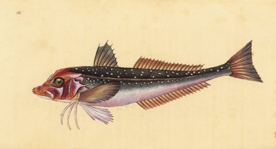 Gri kırlangıç, Eutrigla gurnardus (Trigla gurnardus). Edward Donovan tarafından Natural History of British Fishes, Donovan ve F.C. ve J. Rivington, Londra by Edward Donovan