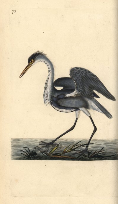 Gri balıkçıl, Ardea cinerea. Edward Donovan tarafından kendi “Natural History of British Birds” Londra kitabından çizilip kazınmış, elle boyanmış bakır levha by Edward Donovan