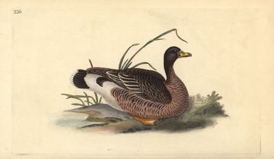Greylag kaz, Anser anser. Edward Donovan tarafından kendi “Natural History of British Birds” Londra kitabından çizilip kazınmış, elle boyanmış bakır levha by Edward Donovan