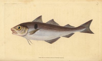 Mezgit balığı, Melanogrammus aeglefinus (Gadus aeglefinus). Hassas. Edward Donovan tarafından Natural History of British Fishes, Donovan ve F.C. ve J. Rivington, Londra by Edward Donovan