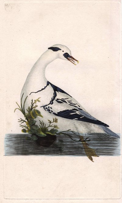 Hobi, Falco subbuteo, bir ayağı ölü bir kuş üzerinde. Edward Donovan tarafından kendi “Natural History of British Birds” Londra kitabından çizilip kazınmış, elle boyanmış bakır levha by Edward Donovan