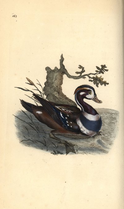 Kwifotoza hamwe nindi mitwe, 1819 (lithographie) by Edward Donovan