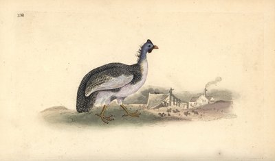 Miğferli beç kuşu, Numida meleagris. Edward Donovan tarafından kendi “Natural History of British Birds” Londra kitabından çizilip kazınmış, elle boyanmış bakır levha by Edward Donovan