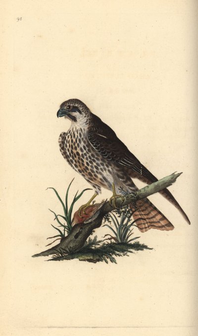 Hobby, Falco subbuteo, with one foot on a dead bird. Handcoloured copperplate drawn and engraved by Edward Donovan from his own “Natural History of British Birds,” London by Edward Donovan
