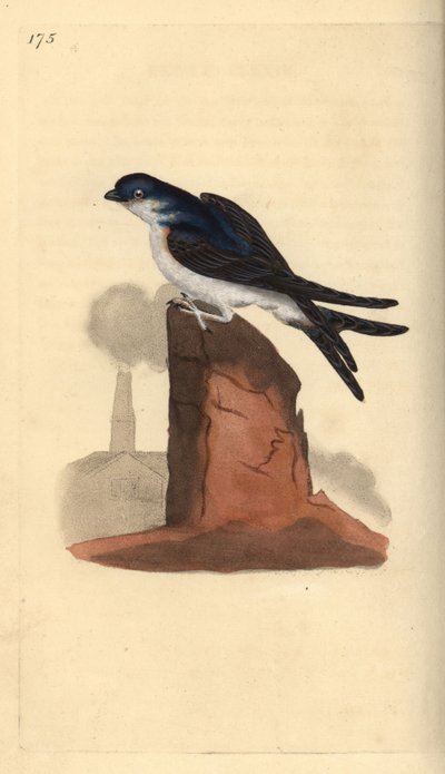Ev martin, Delichon urbicum, bir baca üzerine tünemiş. Edward Donovan tarafından kendi “Natural History of British Birds” Londra kitabından çizilip kazınmış, elle boyanmış bakır levha by Edward Donovan