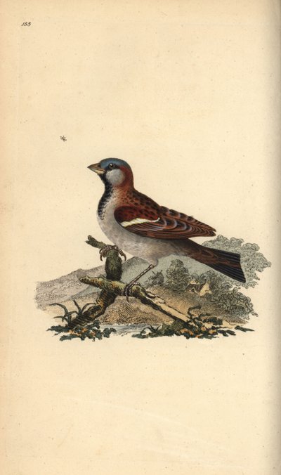 Ev serçesi, Dökün domesticus. Edward Donovan tarafından kendi “Natural History of British Birds” Londra kitabından çizilip kazınmış, elle boyanmış bakır levha by Edward Donovan