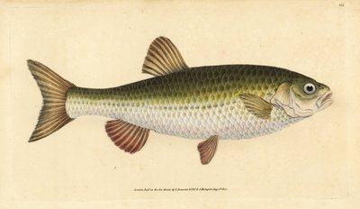 Ide, Leuciscus idus (Chub, Cyprinus jeses). Edward Donovan tarafından Natural History of British Fishes, Donovan ve F.C. ve J. Rivington, Londra by Edward Donovan