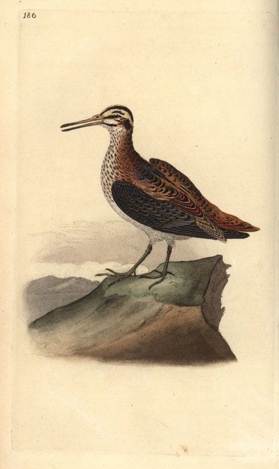 Jack snipe, Lymnocrypts minimus. Handcoloured copperplate drawn and engraved by Edward Donovan from his own “Natural History of British Birds,” London by Edward Donovan