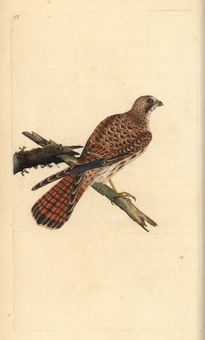 Kerkenez, Falco tinnunculus, dişi. Edward Donovan tarafından kendi “Natural History of British Birds” Londra kitabından çizilip kazınmış, elle boyanmış bakır levha by Edward Donovan