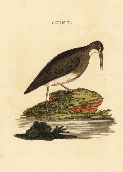 En az kum kuşu, Calidris minutilla by Edward Donovan