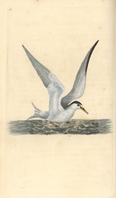 Küçük ya da küçük sumru, Sternula albifrons. Edward Donovan tarafından kendi “Natural History of British Birds” Londra kitabından çizilip kazınmış, elle boyanmış bakır levha by Edward Donovan