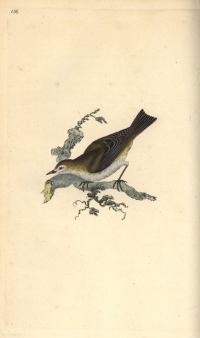 Küçük küçükler, hippolay motacilla. Edward Donovan tarafından kendi “Natural History of British Birds” Londra kitabından çizilip kazınmış, elle boyanmış bakır levha by Edward Donovan