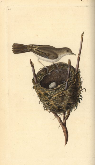 Küçük beyaz boğaz, Sylvia communis, yuva ve yumurta ile. Edward Donovan tarafından kendi “Natural History of British Birds” Londra kitabından çizilip kazınmış, elle boyanmış bakır levha by Edward Donovan