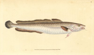 Ling balığı, Molva molva (Gadus molva). Edward Donovan tarafından Natural History of British Fishes, Donovan ve F.C. ve J. Rivington, Londra by Edward Donovan