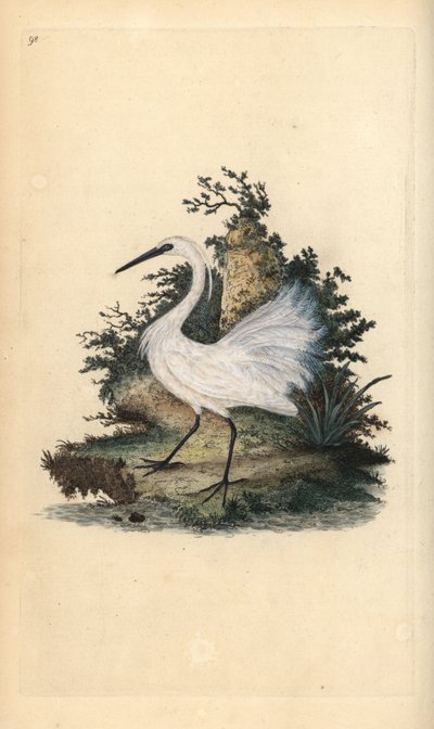 Küçük ak balıkçıl, Egreta garzetta. Edward Donovan tarafından kendi “Natural History of British Birds” Londra kitabından çizilip kazınmış, elle boyanmış bakır levha by Edward Donovan