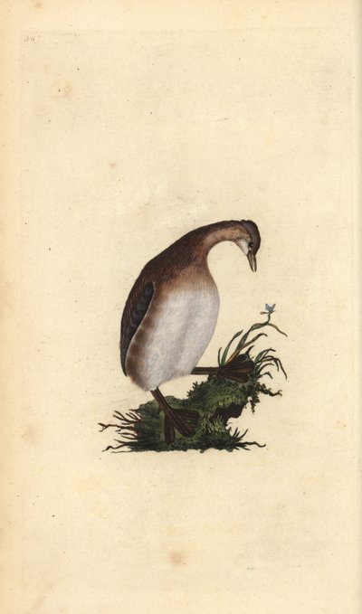 Küçük batağan, Tachybaptus ruficollis. Edward Donovan tarafından kendi “Natural History of British Birds” Londra kitabından çizilip kazınmış, elle boyanmış bakır levha by Edward Donovan