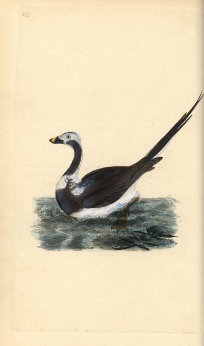 Long-tailed duck, Clangula hyemalis. Vulnerable. Handcoloured copperplate drawn and engraved by Edward Donovan from his own “Natural History of British Birds,” London by Edward Donovan