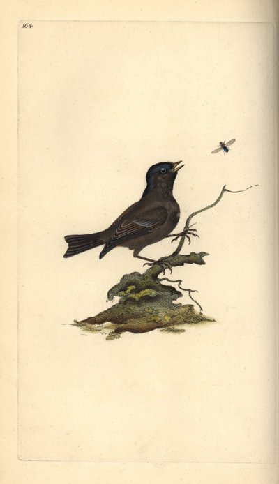 Bataklık Baştankara, Poecile Palustris. Edward Donovan tarafından kendi “Natural History of British Birds” Londra kitabından çizilip kazınmış, elle boyanmış bakır levha by Edward Donovan
