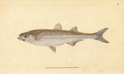 Akdeniz kum kokusu veya Avrupa atherine, Atherina hepsetus. Edward Donovan tarafından Natural History of British Fishes, Donovan ve F.C. ve J. Rivington, Londra by Edward Donovan