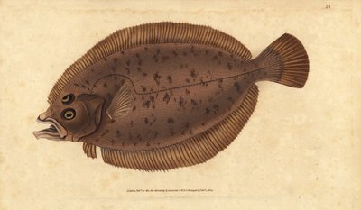Megrim veya koku, Lepidorhombus whiffiagonis (Pleuronectes megastoma). Edward Donovan tarafından Natural History of British Fishes, Donovan ve F.C. ve J. Rivington, Londra by Edward Donovan