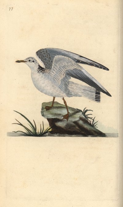 Mew or winter gull, Larus canus. Handcoloured copperplate drawn and engraved by Edward Donovan from his own “Natural History of British Birds,” London by Edward Donovan