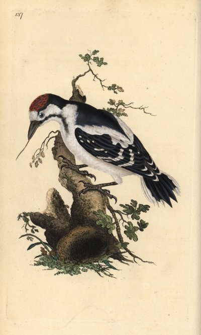 Orta benekli ağaçkakan, Dendrocopos medius. Edward Donovan tarafından kendi “Natural History of British Birds” Londra kitabından çizilip kazınmış, elle boyanmış bakır levha by Edward Donovan