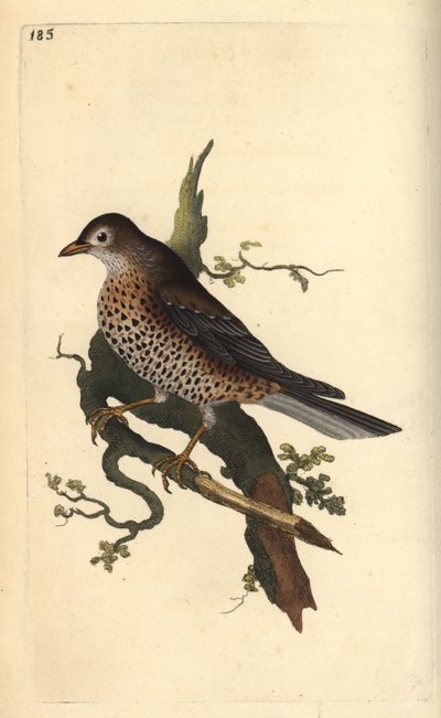 Ökse otu, Turdus viscivorus. Edward Donovan tarafından kendi “Natural History of British Birds” Londra kitabından çizilip kazınmış, elle boyanmış bakır levha by Edward Donovan