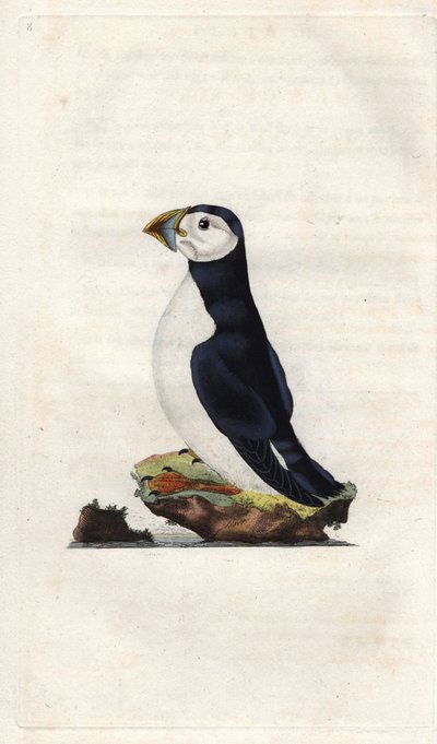 Keşiş yelkovanı. Fratercula arctica (Alca arctica). İngiliz Kuşlarının Natural History, Londra