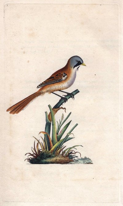Bıyıklı ekmek (paseriform). Panurus biarmicus (Parus biarmicus). İngiliz Kuşlarının Natural History, Londra