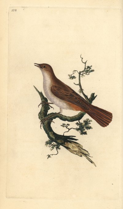 Bülbül, Luscinia megarhynchos. Edward Donovan tarafından kendi “Natural History of British Birds” Londra kitabından çizilip kazınmış, elle boyanmış bakır levha by Edward Donovan