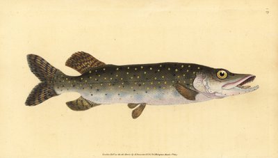 Kuzey turna, Esox Lucius. Edward Donovan tarafından Natural History of British Fishes, Donovan and F.C. ve J. Rivington, Londra by Edward Donovan