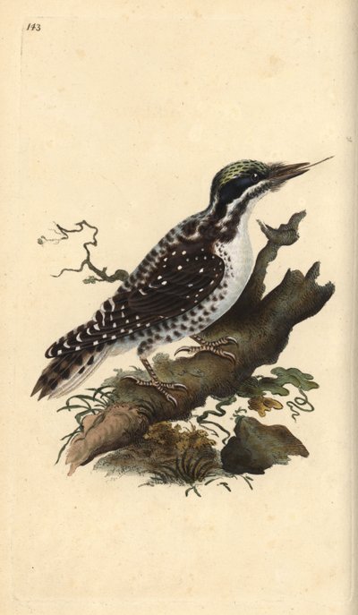 Kuzey üç parmaklı ağaçkakan. Picoides tridactylus. Edward Donovan tarafından kendi “Natural History of British Birds” adlı Londra kitabından çizilip kazınmış, elle boyanmış bakır levha by Edward Donovan