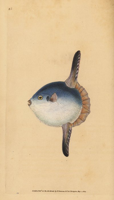 Okyanus güneş balığı, Mola mola. Hassas. (Güneş balığı, Tetrodon mola). Edward Donovan tarafından Natural History of British Fishes, Donovan ve F.C. ve J. Rivington, Londra by Edward Donovan