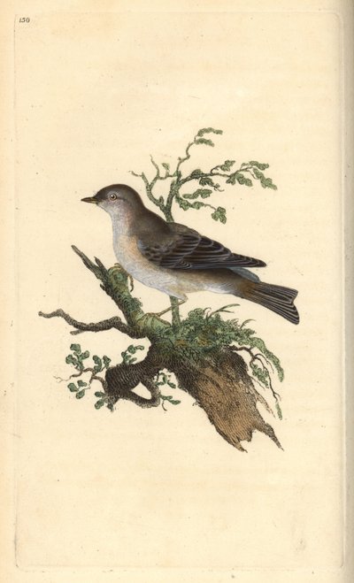 Orphean ötleğen, Sylvia hydrtensis veya daha büyük küçükler. Edward Donovan tarafından kendi “Natural History of British Birds” adlı Londra kitabından çizilip kazınmış, elle boyanmış bakır levha by Edward Donovan