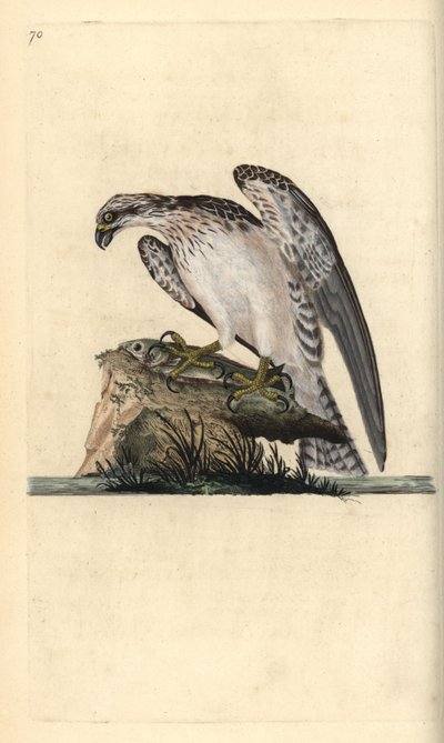 Osprey, Pandion haliaetus, yakalanmış bir balığın üzerinde duruyor. Edward Donovan tarafından kendi “Natural History of British Birds” Londra kitabından çizilip kazınmış, elle boyanmış bakır levha by Edward Donovan