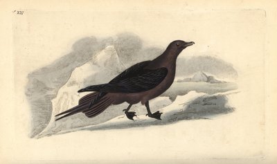 Parazitik Jaeger, Stercorarius parasiticus. Edward Donovan tarafından kendi “Natural History of British Birds” Londra kitabından çizilip kazınmış, elle boyanmış bakır levha by Edward Donovan