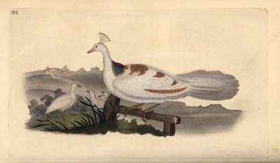 Tavus kuşu ayağı, Pavo cristatus, genç dişi. Edward Donovan tarafından kendi “Natural History of British Birds” Londra kitabından çizilip kazınmış, elle boyanmış bakır levha by Edward Donovan