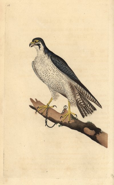 Peregrine şahin, Falco peregrinus, bir dala zincirlenmiş. Edward Donovan tarafından kendi “Natural History of British Birds” Londra kitabından çizilip kazınmış, elle boyanmış bakır levha by Edward Donovan