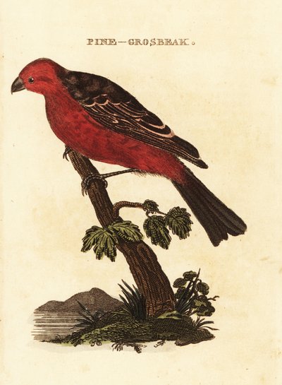 Çam grosbeak, Pinicola enükleatör by Edward Donovan