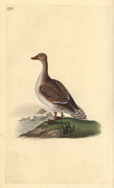 Pintail, Anas acuta, female. Handcoloured copperplate drawn and engraved by Edward Donovan from his own “Natural History of British Birds,” London by Edward Donovan