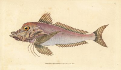 Piper, Trigla lyra. Edward Donovan tarafından Natural History of British Fishes, Donovan ve F.C. ve J. Rivington, Londra by Edward Donovan
