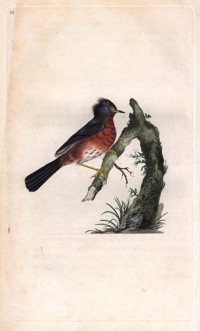 Pitchou savaşı. Sylvia undata (Sylvia dartfordiensis). İngiliz Kuşlarının Natural History, Londra