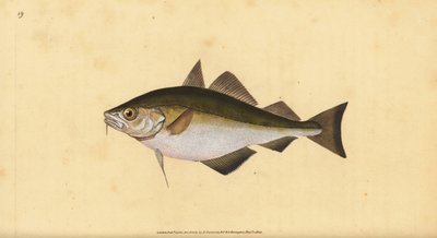 Somurtarak, Trisopterus luscus (Bib, Gadus luscus). Edward Donovan tarafından Natural History of British Fishes, Donovan ve F.C. ve J. Rivington, Londra by Edward Donovan