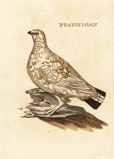 Ptarmigan orman tavuğu veya beyaz oyun, Lagopus lagopus by Edward Donovan